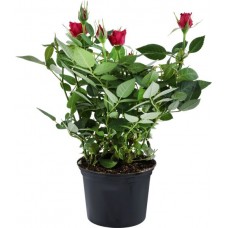 Купить Растение комнатное Роза Кордана d=10 в Ленте