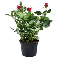 Растение комнатное Роза Кордана d=10