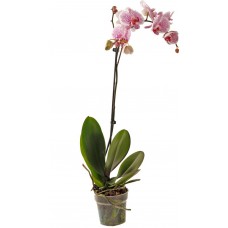 Растение горшечное Фаленопсис, 1 вет.,55см.,D 12 см 1, Нидерланды