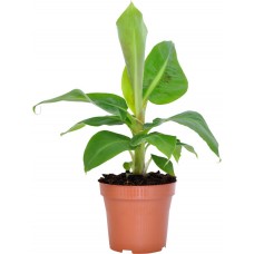 Купить Растение горшечное GASA Камерплант Техас микс 20-40 см d12 5, Нидерланды в Ленте